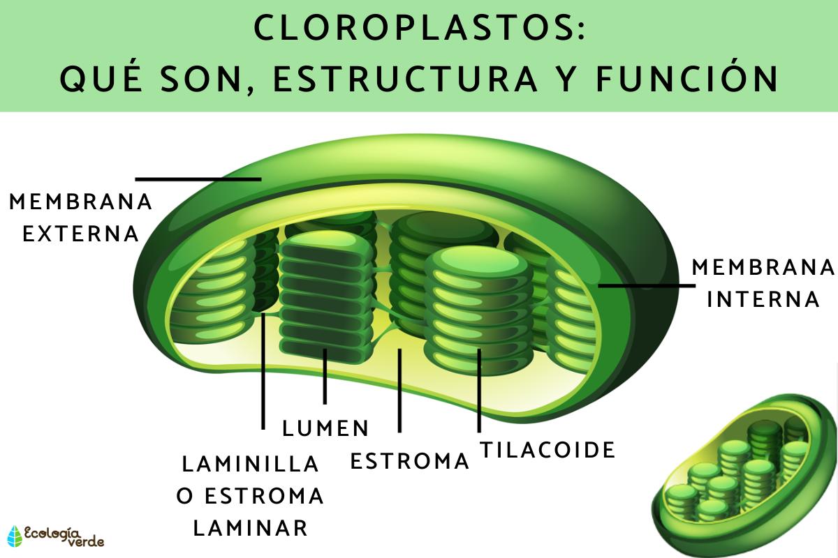Cloroplastos: qué son, estructura, función y dónde se encuentran