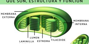 Cloroplastos: qué son, estructura, función y dónde se encuentran