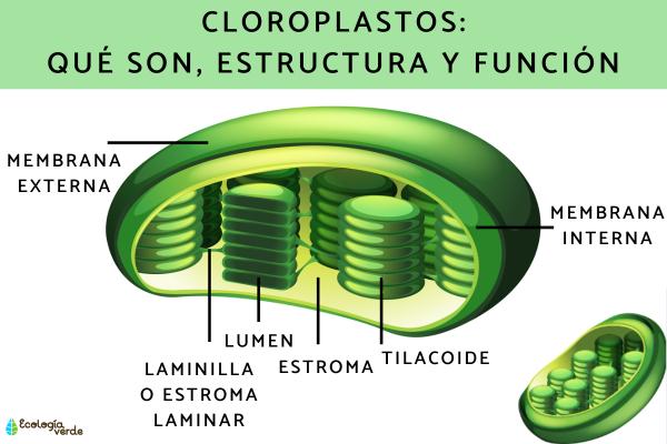 Cloroplastos: qué son, estructura, función y dónde se encuentran