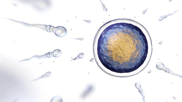 ¿Cuál es la célula más grande del cuerpo humano? - ¿Cómo es la célula más grande del cuerpo humano?