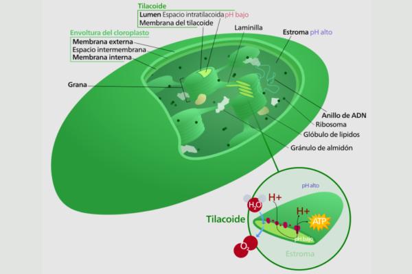 Cloroplastos: qué son, estructura, función y dónde se encuentran - ¿Cómo es la estructura de los cloroplastos?