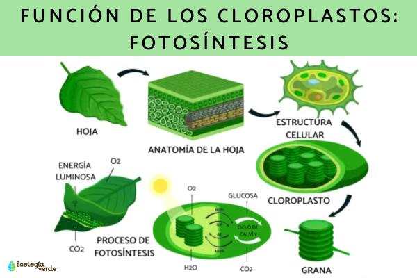 Cloroplastos: qué son, estructura, función y dónde se encuentran - ¿Cuál es la función de los cloroplastos?