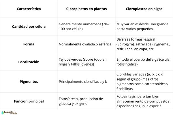 Cloroplastos: qué son, estructura, función y dónde se encuentran - ¿Dónde se encuentran los cloroplastos y cómo varían según el organismo?