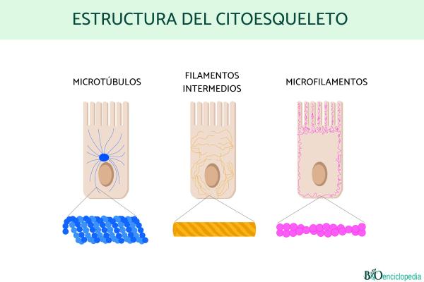Citoesqueleto: qué es, función y estructura - Estructura del citoesqueleto 