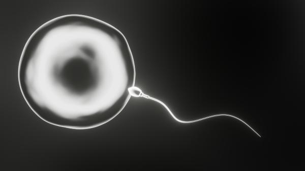 ¿Cuál es la célula más grande del cuerpo humano? - Importancia y funciones de la célula más grande