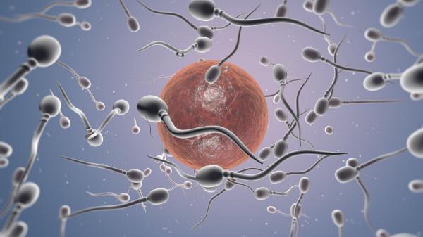 ¿Cuál es la célula más grande del cuerpo humano? - La célula más grande del cuerpo humano es el óvulo