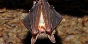 ¿Cómo duermen los murciélagos?