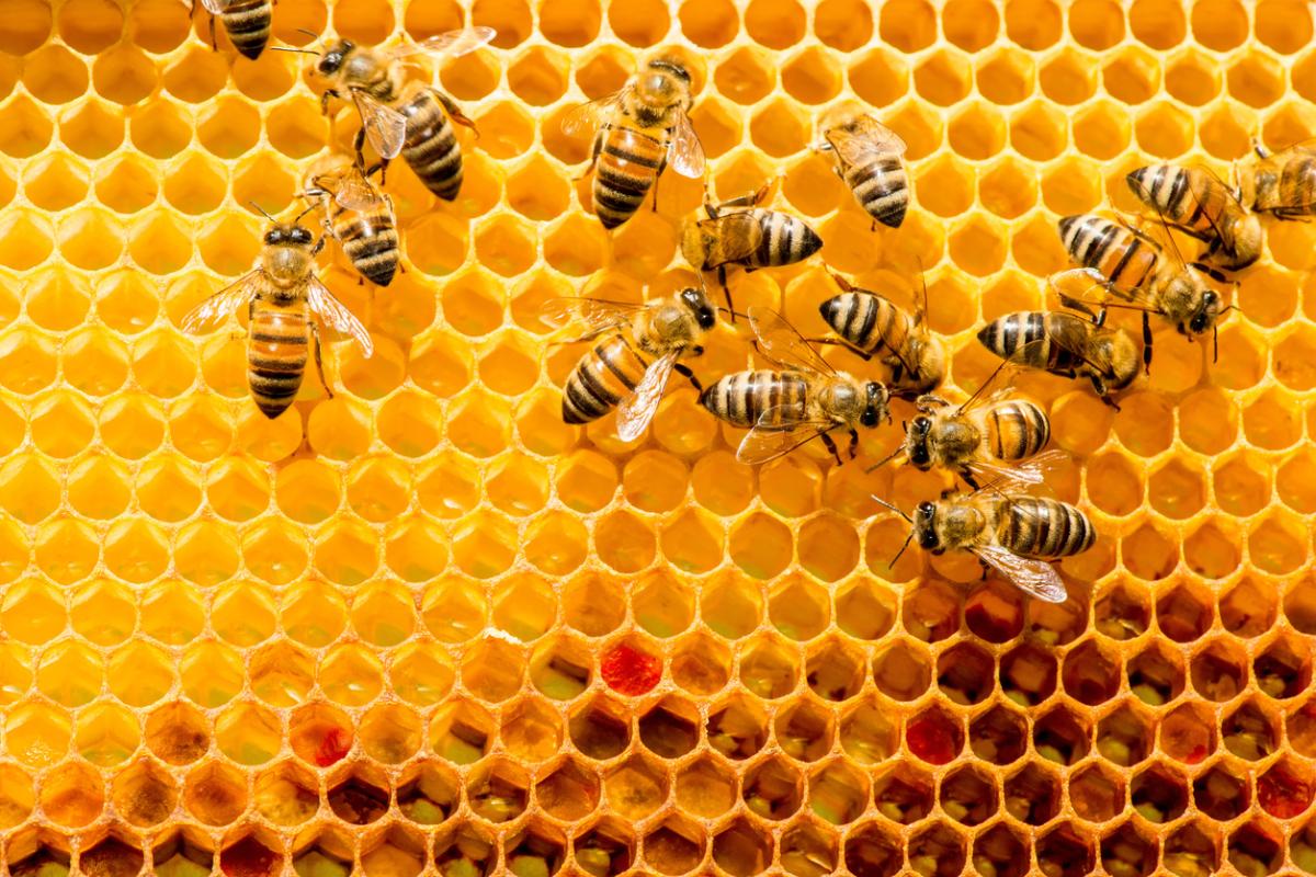 Cómo se comunican las abejas