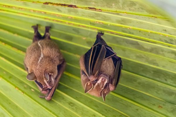 ¿Cómo duermen los murciélagos? - ¿Dónde y cómo duermen los murciélagos?