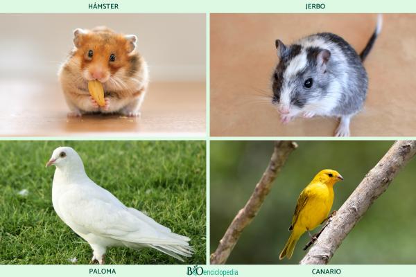 Granívoros: qué son, características y ejemplos - Ejemplos de animales granívoros