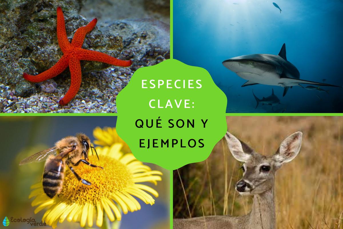 Especies clave: qué son y ejemplos