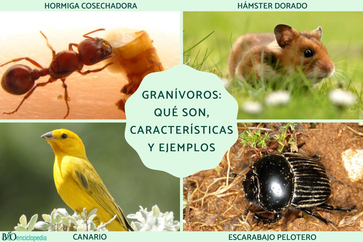 Granívoros: qué son, características y ejemplos