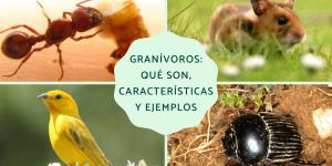 Granívoros: qué son, características y ejemplos