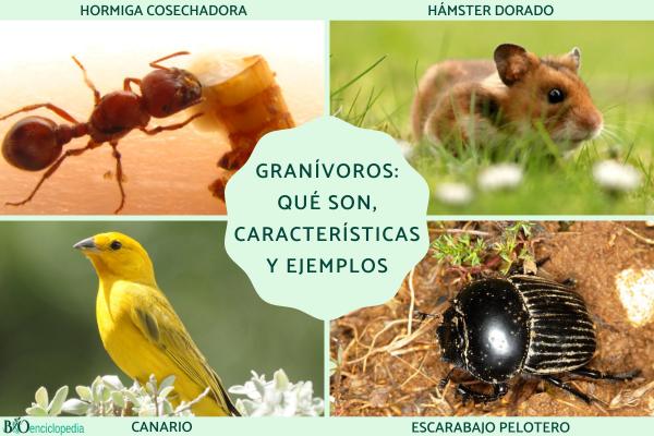 Granívoros: qué son, características y ejemplos