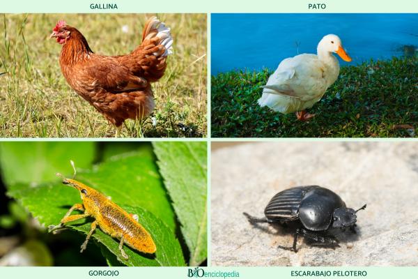 Granívoros: qué son, características y ejemplos - 