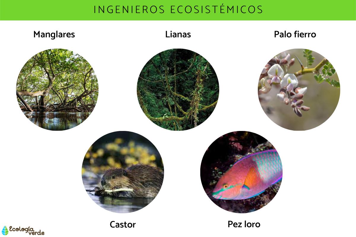 Especies Clave: Qué Son Y Ejemplos - Resumen Y Fotos