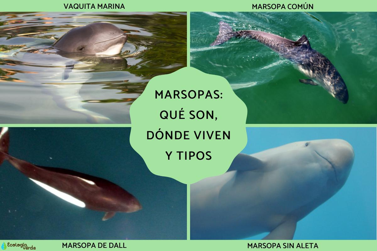 Marsopas: qué son, dónde viven y tipos