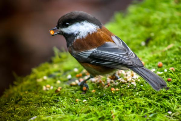 Granívoros: qué son, características y ejemplos - Tipos de granívoros