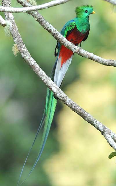 Quetzal - Alimentación del quetzal