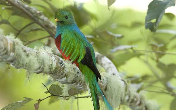 Quetzal - ¿Dónde habita el quetzal?