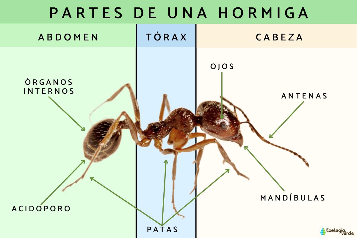 Partes de una hormiga