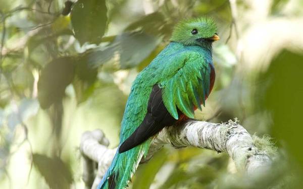 Quetzal