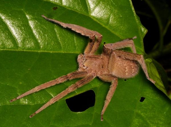 Araña bananera - Alimentación de la araña bananera