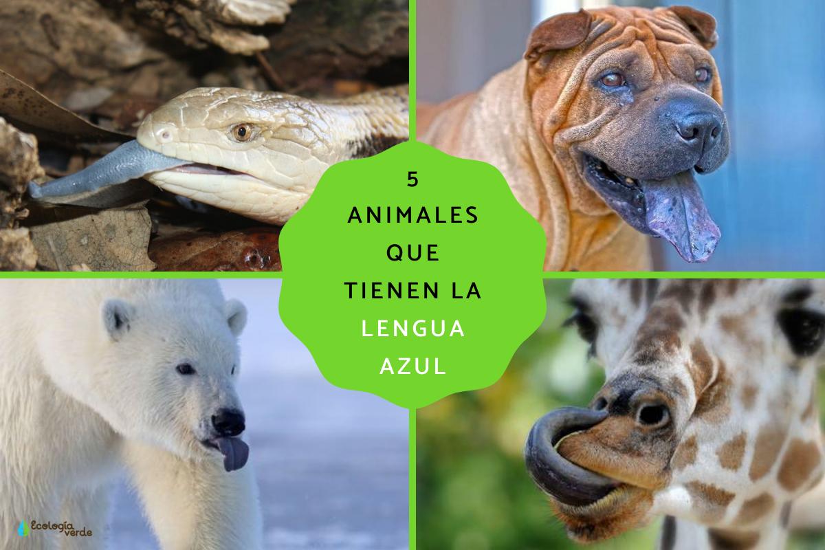 Animales con lengua azul