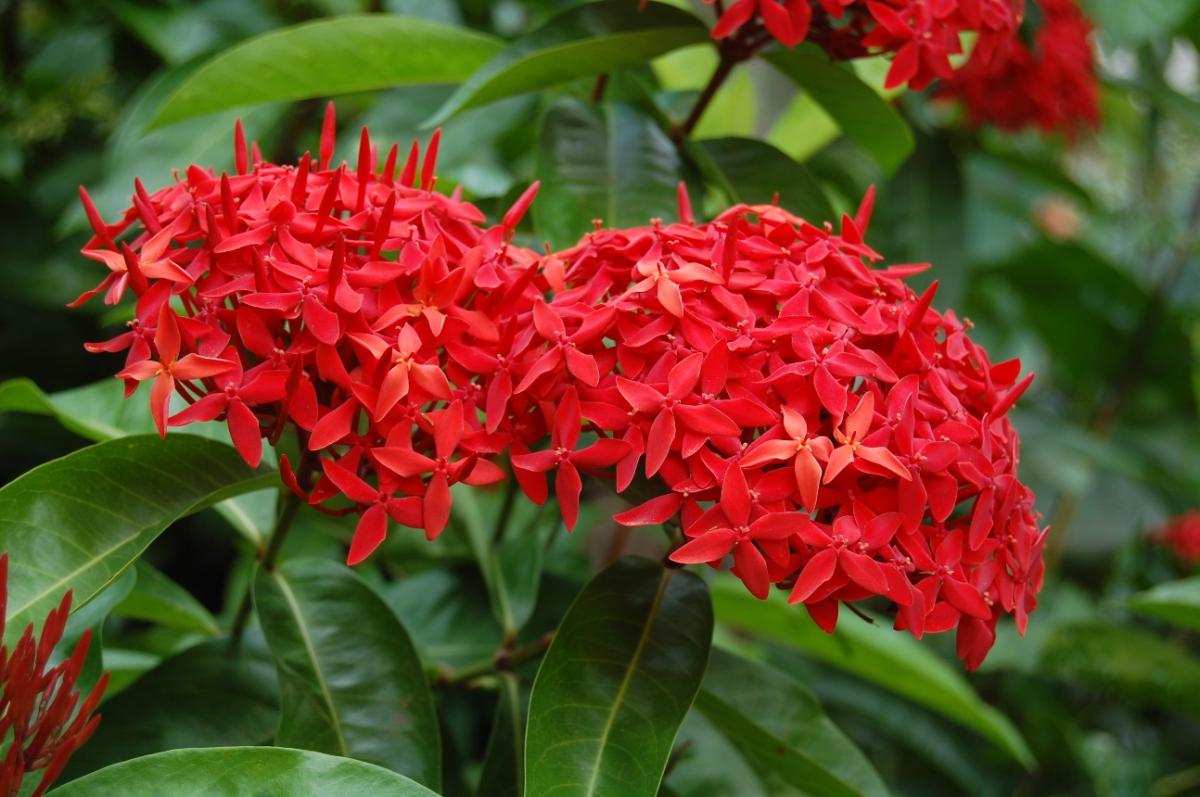Planta ixora: cuidados