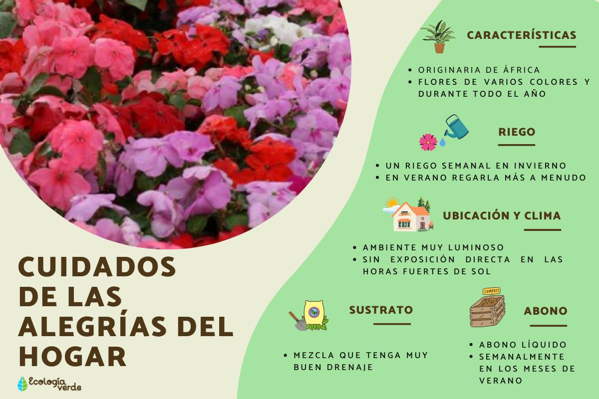 Alegrías del hogar o Impatiens walleriana: cuidados y reproducción
