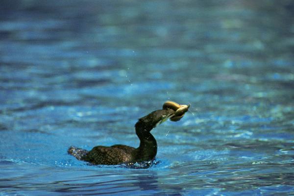 Cormorán moñudo - Alimentación del cormorán moñudo