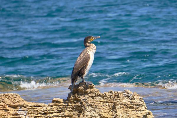 Cormorán moñudo - Amenazas y conservación del cormorán moñudo