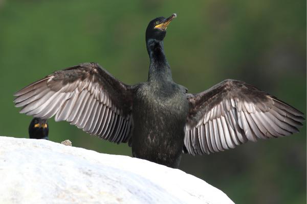 Cormorán moñudo - Características del cormorán moñudo