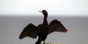 Cormorán moñudo