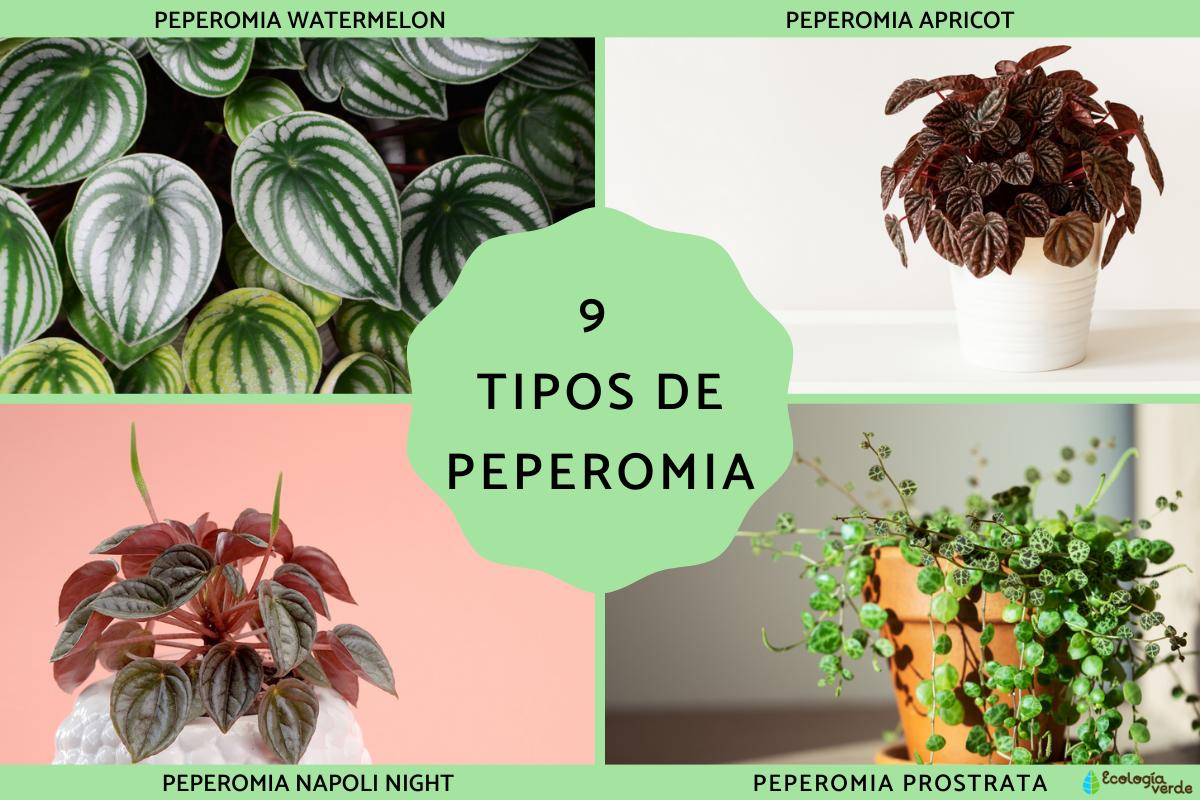 Tipos de peperomia