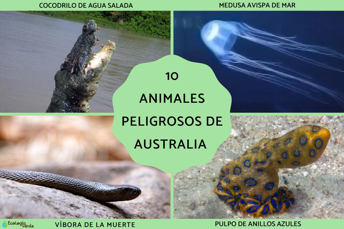 Animales peligrosos de Australia