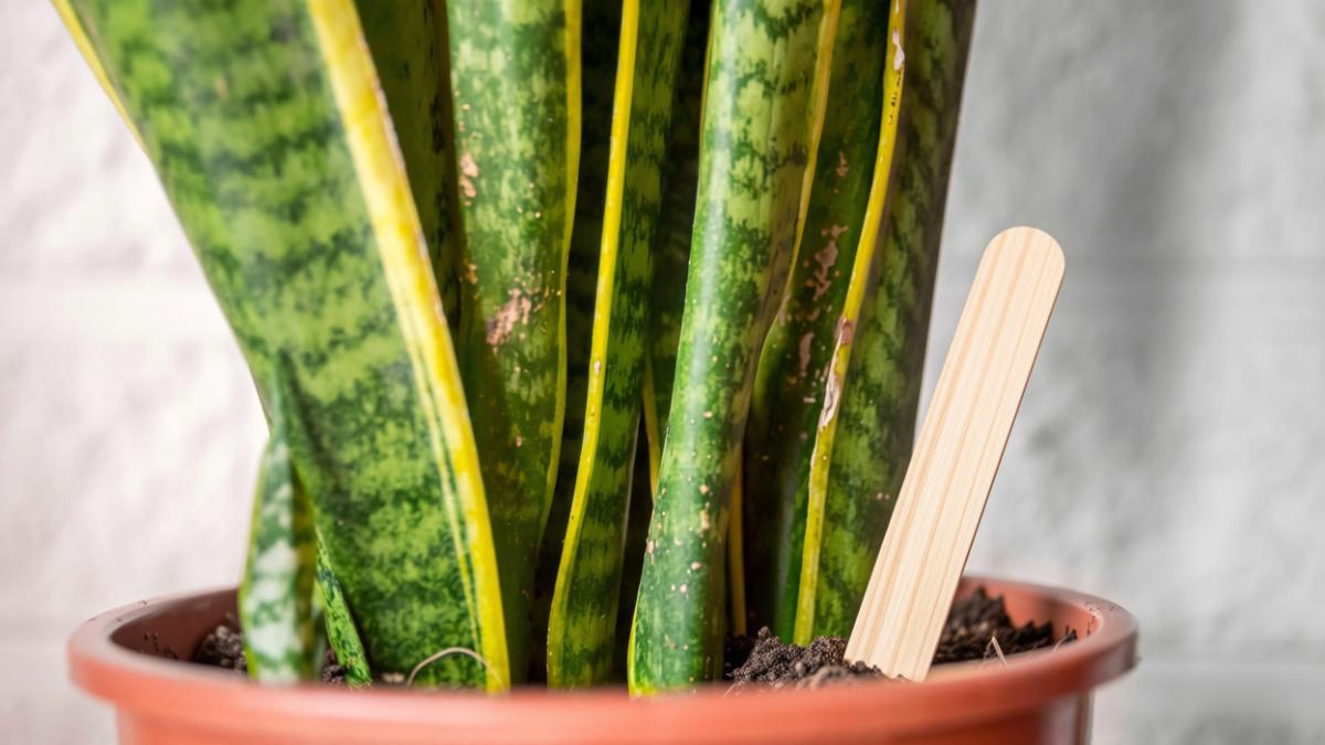 Clavar un palito de helado en la tierra de la lengua de suegra: el sencillo truco para saber cuándo regarla este otoño