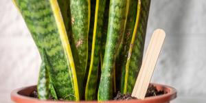 Clavar un palito de helado en la tierra de la lengua de suegra: el sencillo truco para saber cuándo regarla este otoño