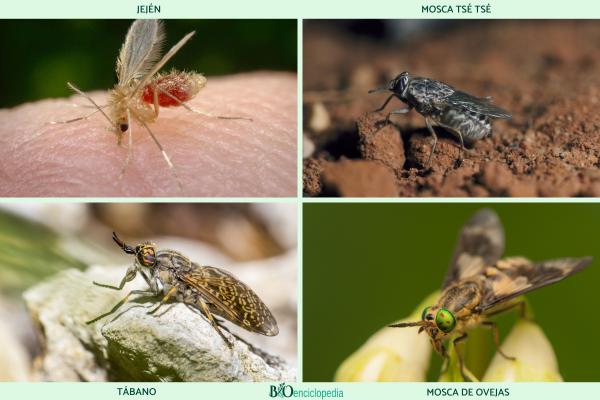 ¿Las moscas pican? - ¿Cuáles son las especies de moscas que pican?