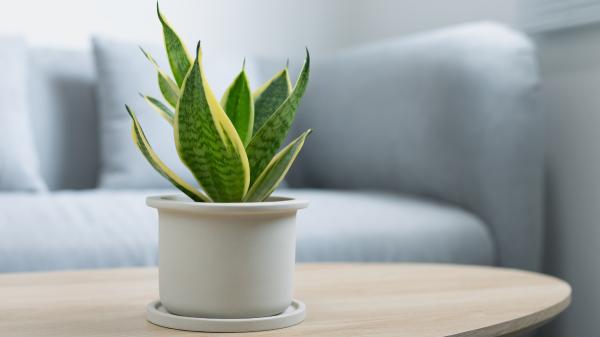 Clavar un palito de helado en la tierra de la lengua de suegra: el sencillo truco para saber cuándo regarla este otoño - El exceso de agua es uno de los principales problemas de esta planta
