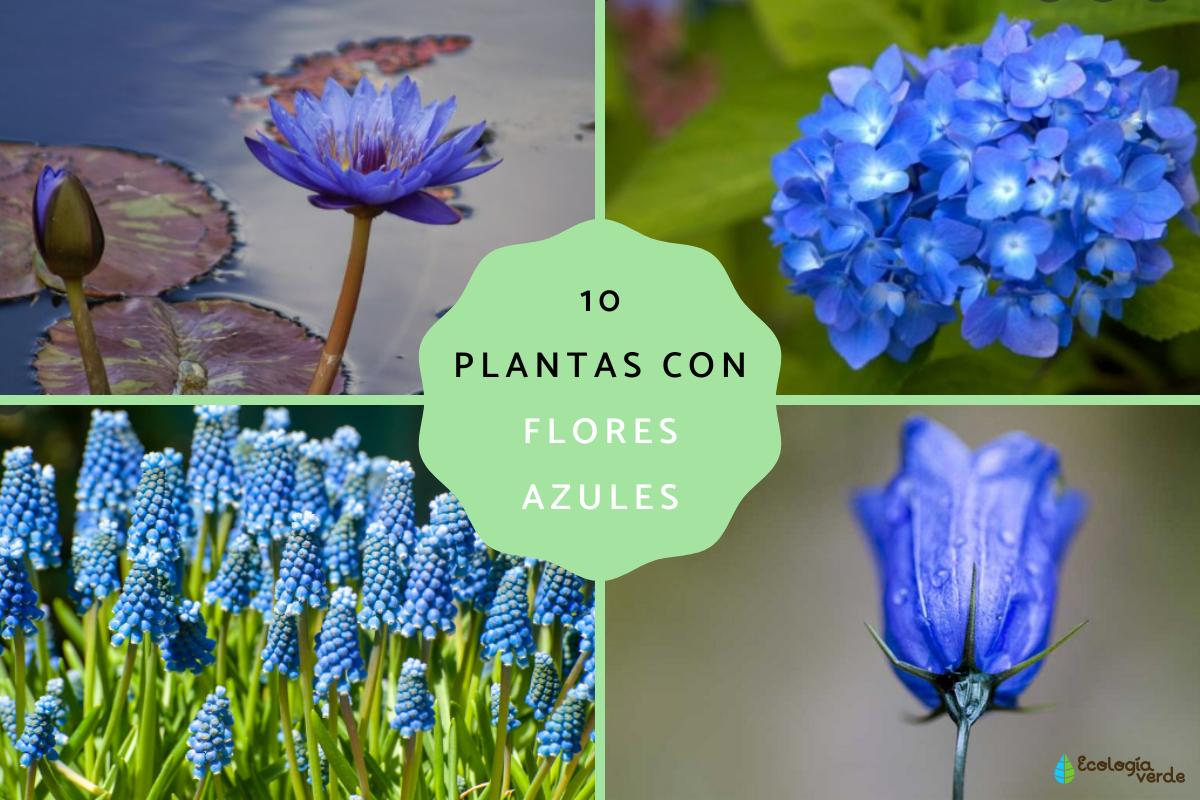 Flores azules