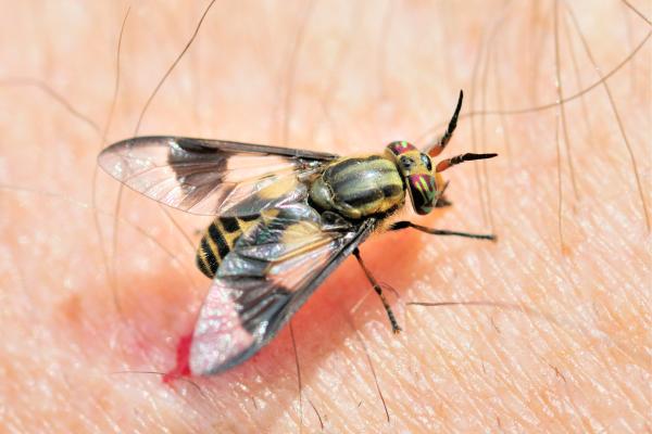 ¿Las moscas pican?