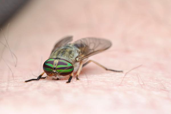 ¿Las moscas pican? - ¿Las moscas pican o muerden o no lo hacen?