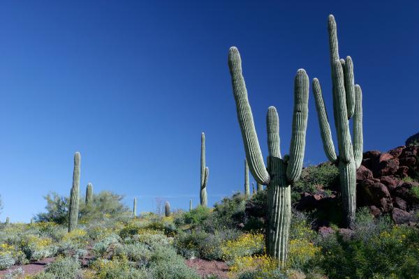 Tipos de desiertos - Desierto de vegetación escasa