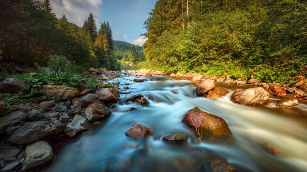 Francia plantó bosques de abeto de Douglas y ahora los científicos descubren que sus arroyos tienen hasta 10 veces más nitratos - El abeto de Douglas y su efecto inesperado sobre el agua de los bosques