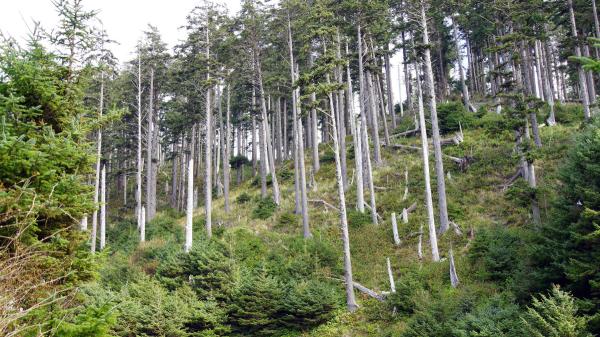 Francia plantó bosques de abeto de Douglas y ahora los científicos descubren que sus arroyos tienen hasta 10 veces más nitratos - Por qué los abetos de Douglas favorecen la acumulación de nitratos en el suelo