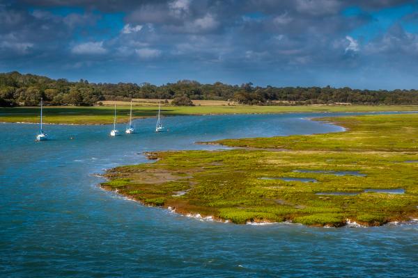Marismas: qué son, tipos, flora y fauna