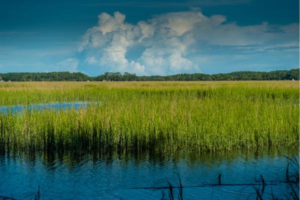 Marismas: qué son, tipos, flora y fauna - Qué son las marismas y sus características