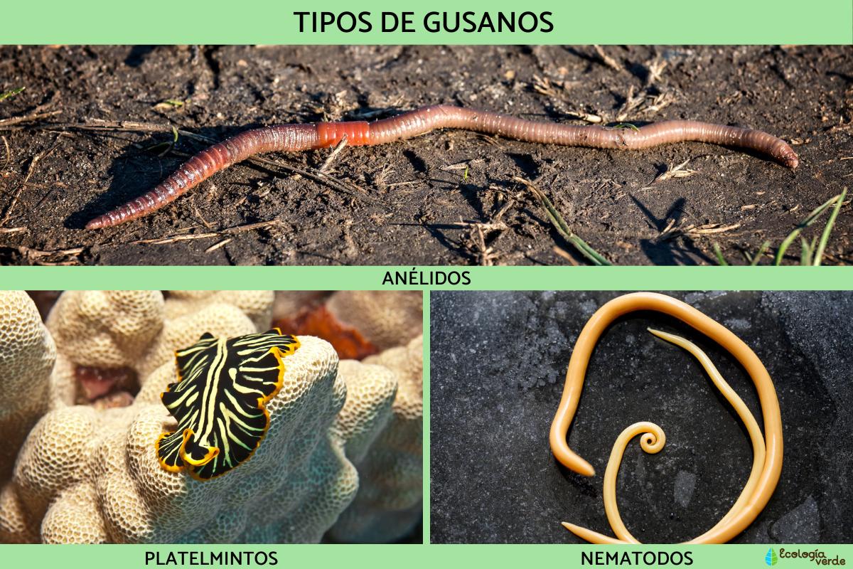 Tipos de gusanos