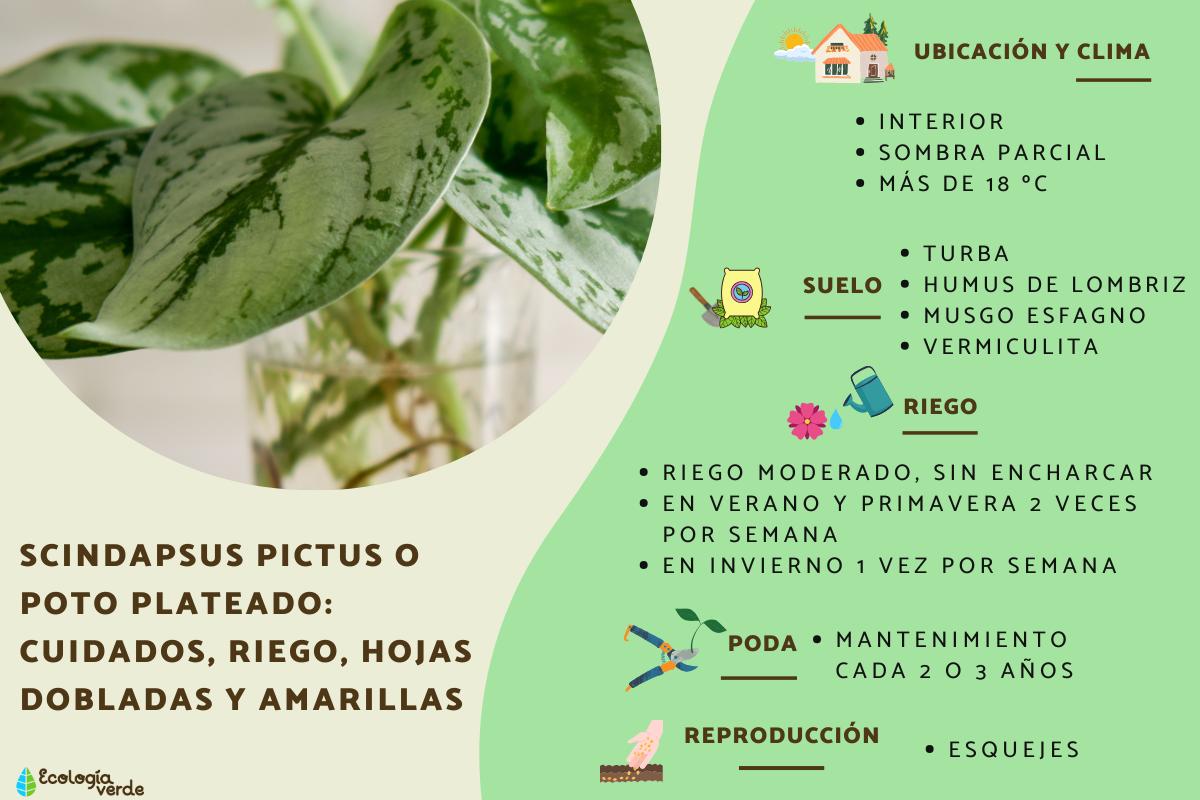 Scindapsus pictus o poto plateado: cuidados, riego, hojas dobladas y amarillas